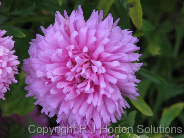 Aster Pink_1